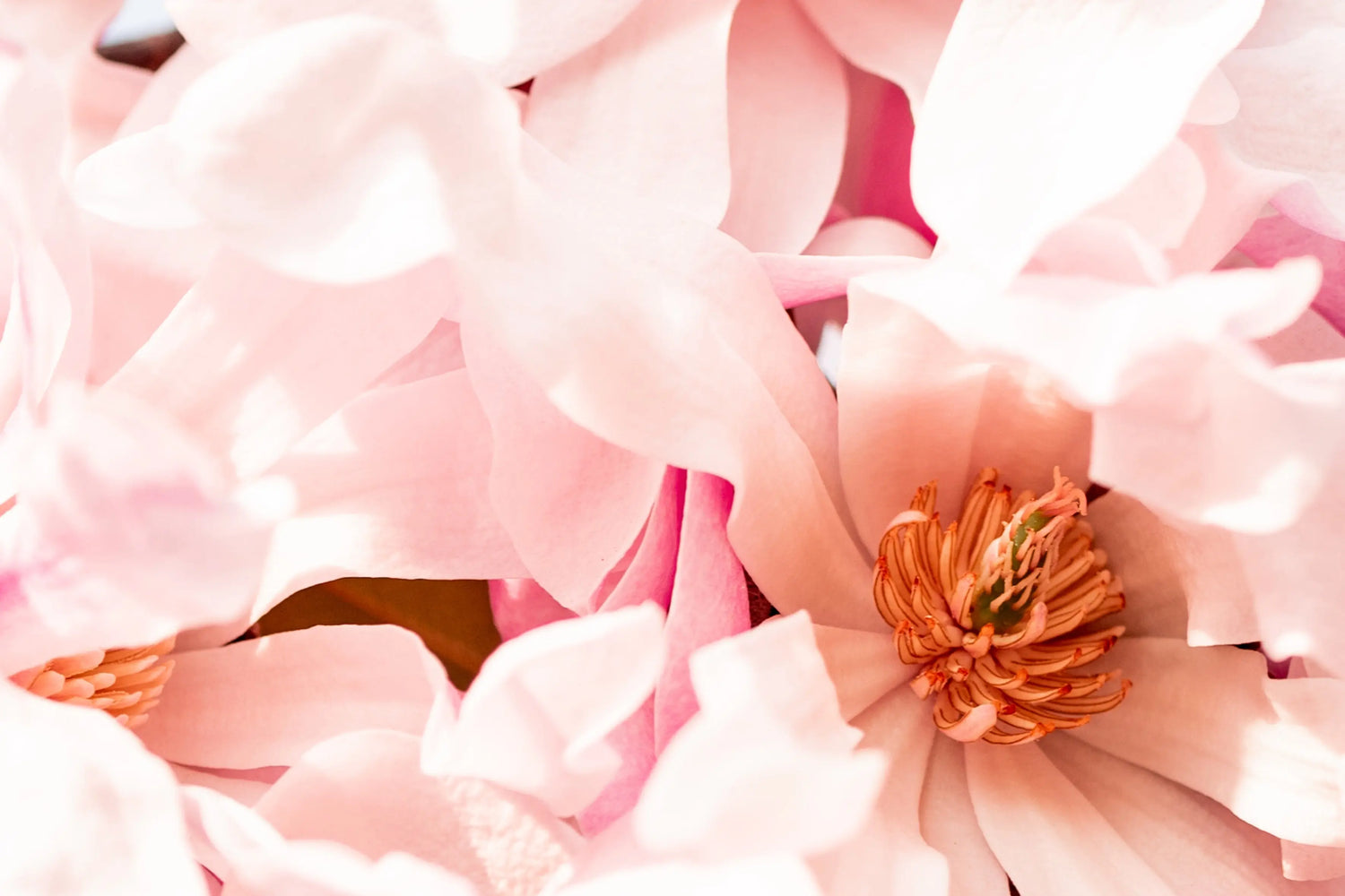 Valentine's Day DIY - Whipped Body Butter